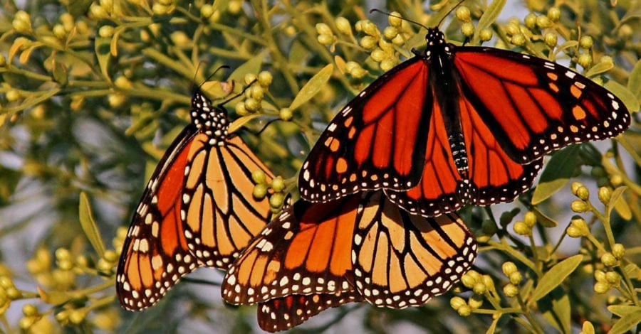 Three monarch butterflies on a branch