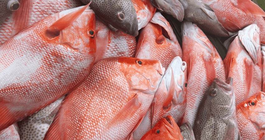 Pile of red grouper