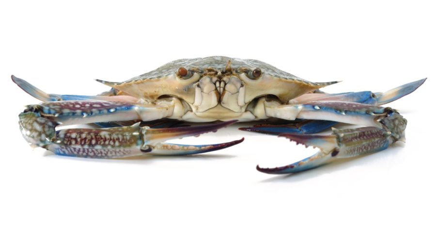 Closeup of uncooked blue crab