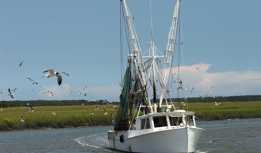 White fishing boat with marsh in back and seagulls flying