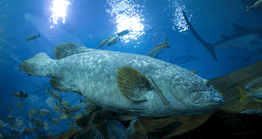 A gag grouper