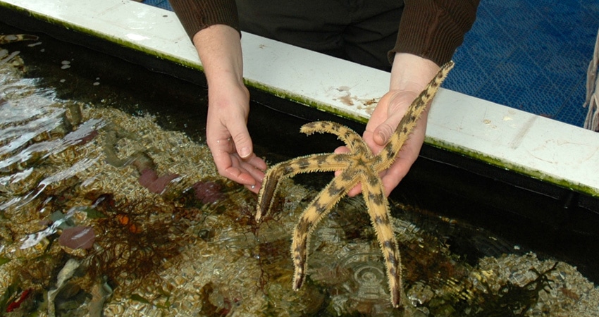 Hands holding large starfish over observation tank