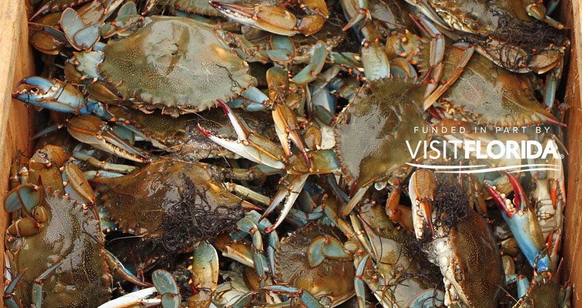 Basket of fresh blue crabs with visit florida logo