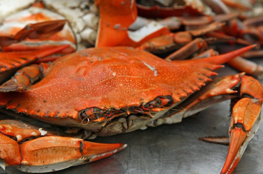 Closeup of cooked blue crab