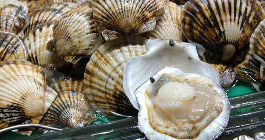 Group of live scallops with one scallop cracked open