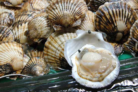 Pile of scallops in their shell with one shell broken open, exposing the raw scallop