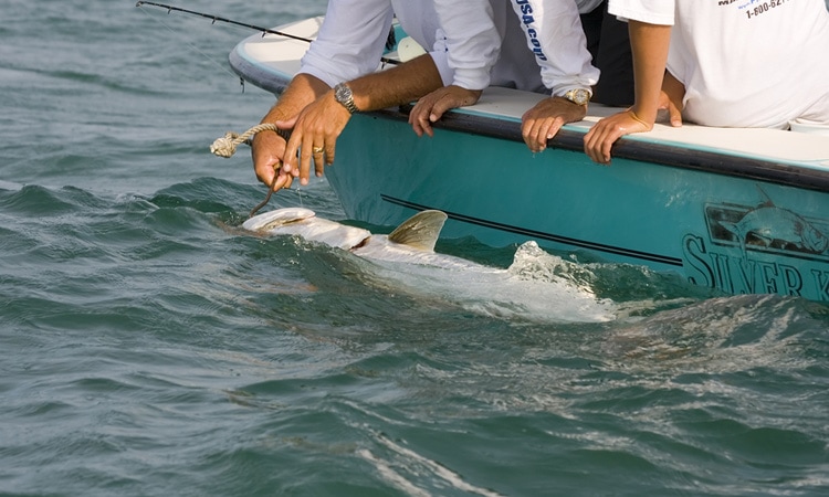 Releasing a tarpon by the side of the boat