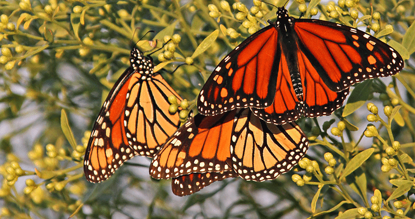 3 monarch butterflies on a branch