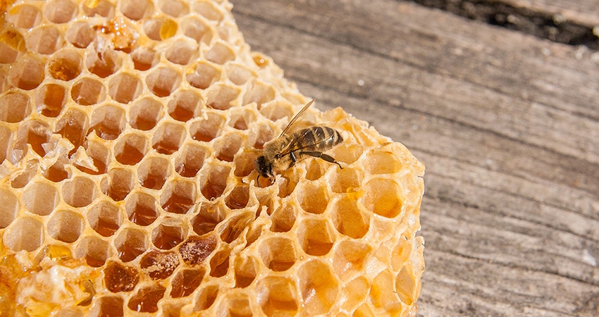 Bee on a piece of honeycomb
