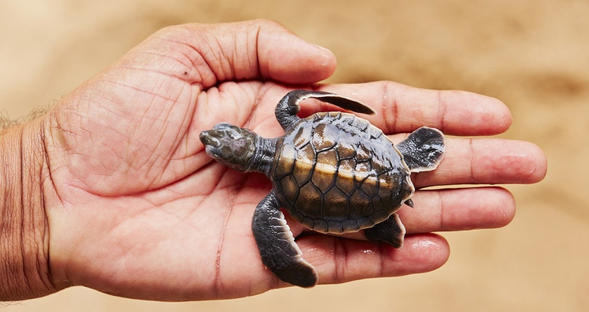 Baby sea turtle in palm of hand