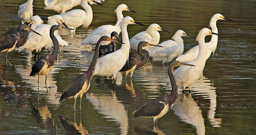 Picture of birds